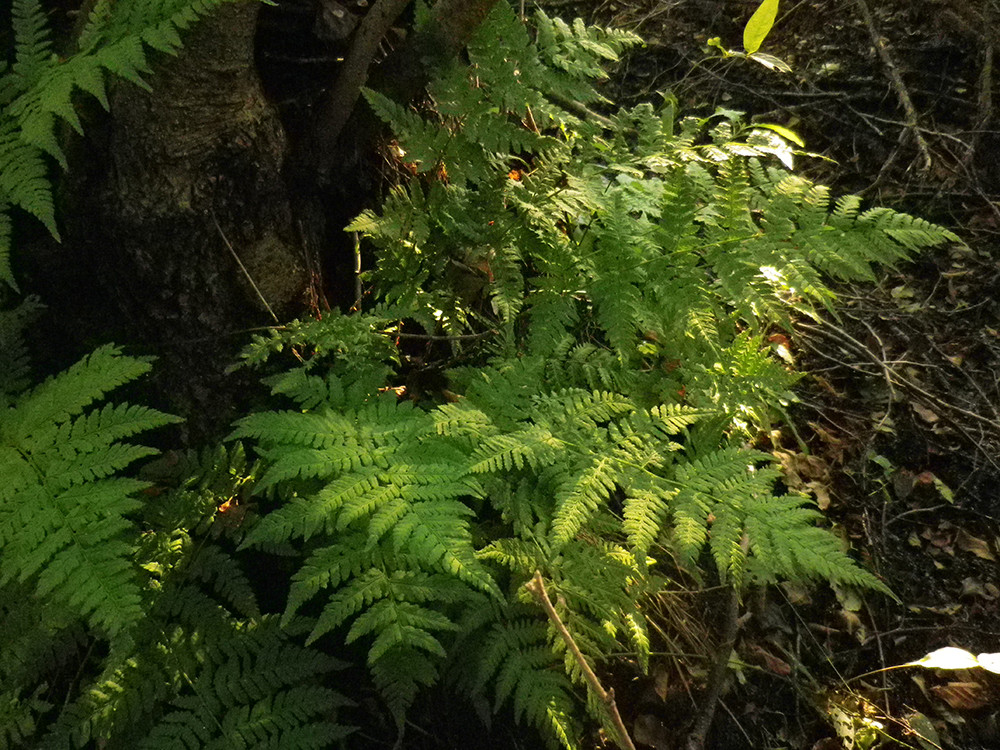  болотяний(Thelypteris palustris)
